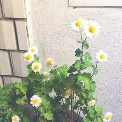星河战警游戏下载